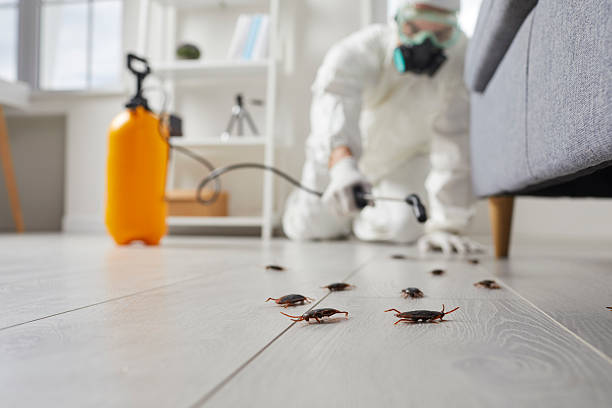 Commercial Kitchen Cockroach Control in Chinchilla